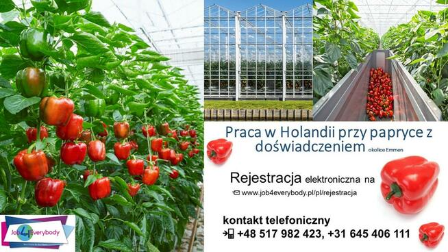 Wyjazdy do Holandii od zaraz