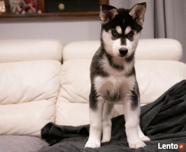 Szczenięta Siberian Husky