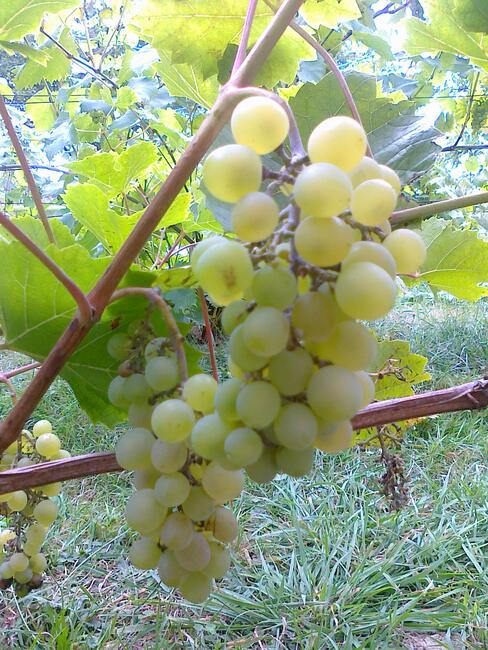 Winogrona na czerwone i białe wino. Winorośl sadzonki