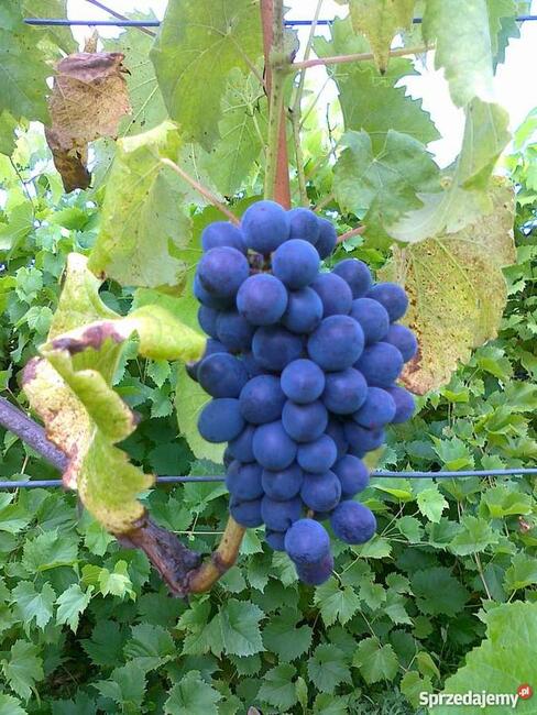 Winogrona na czerwone i białe wino. Winorośl sadzonki