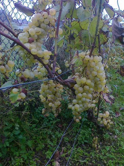 Winogrona na czerwone i białe wino. Winorośl sadzonki