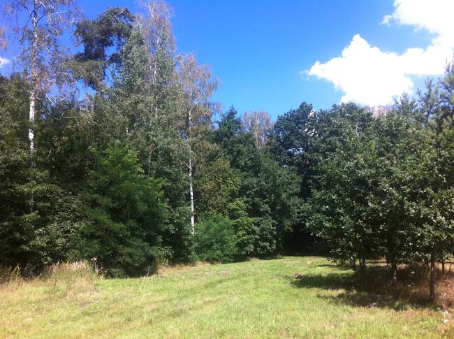 Trzcianka w gm. Wilga. Działka Budowlana.