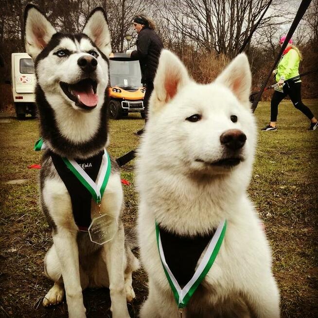 Szczenięta Siberian Husky po utytułowanych przodkach