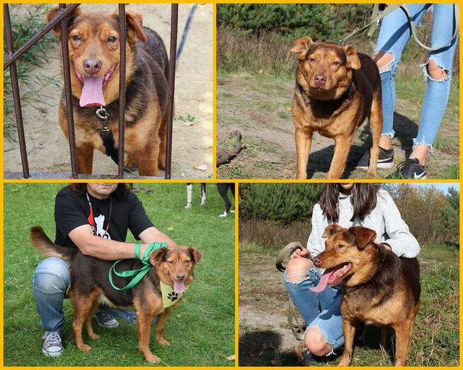 Rudy - super fajny pies