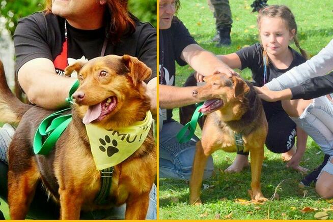 Rudy - super fajny pies