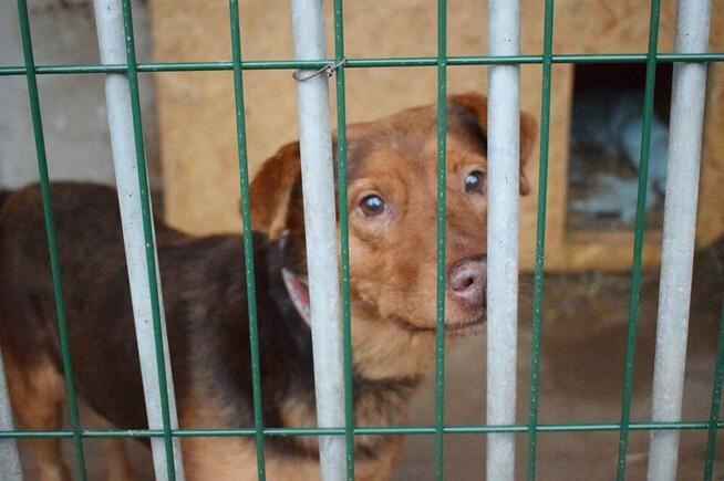 Rudy - super fajny pies