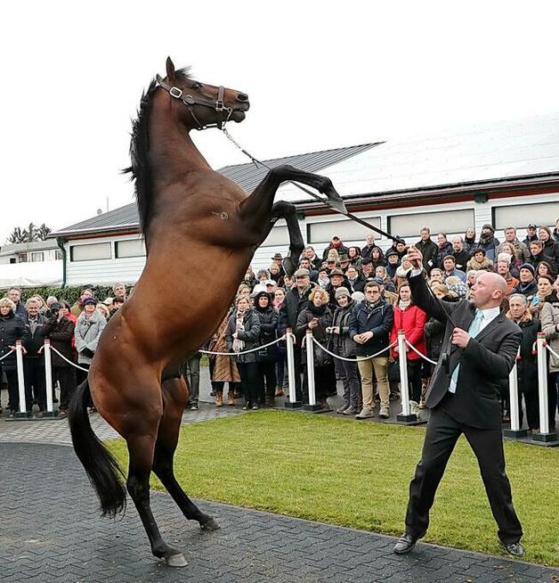 Konie wyścigowe oraz rekreacyjne
