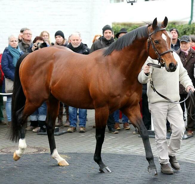 Konie wyścigowe oraz rekreacyjne