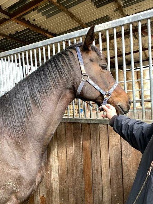 Konie wyścigowe oraz rekreacyjne