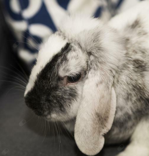 TERAPEUTA PAR I RODZIN