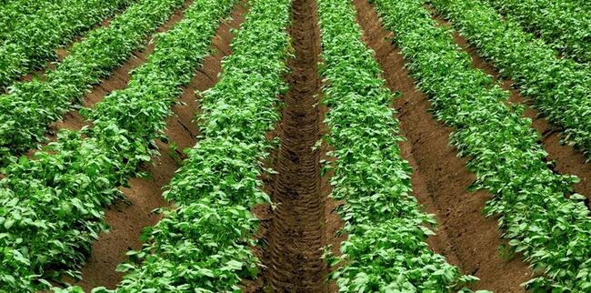 Mączka bazaltowa, ekologiczna poprawia jakość gleby