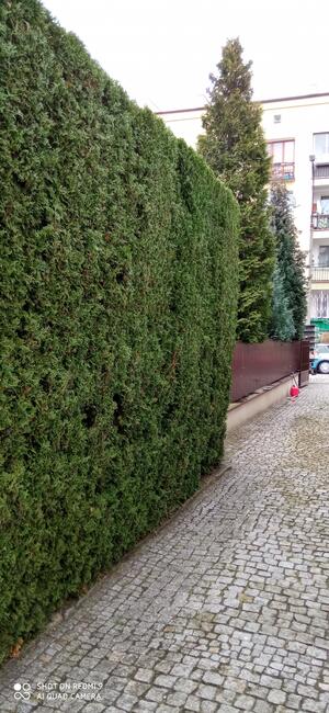 Wycinka drzew i prace ogrodowe- Zgierz i okolice. BanGarden