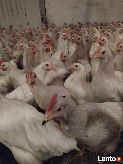Sprzedam kury nioski Novogen Tindet 21 tyg.