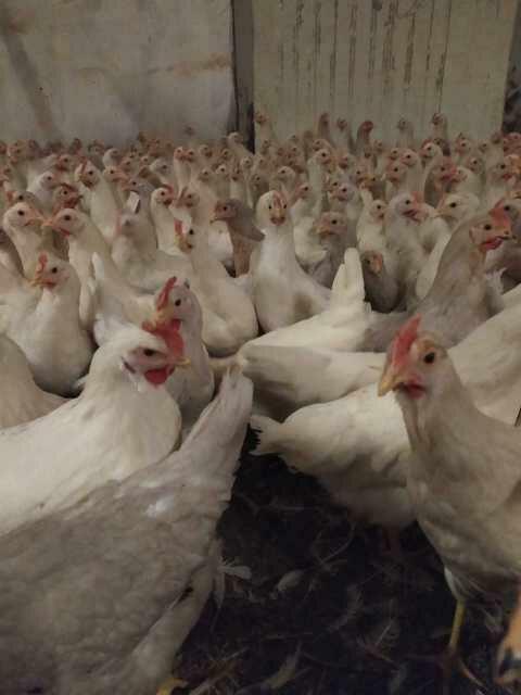 Sprzedam kury nioski Novogen Tindet 21 tyg.