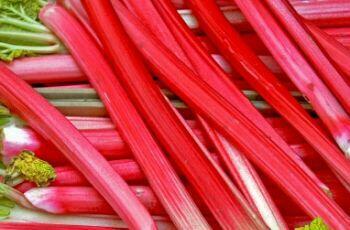 RABARBAR Malinowy NASIONA 0,5kg. z 2024r.