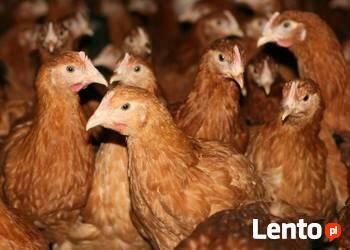 Młode kury nioski 19 tygodniowe