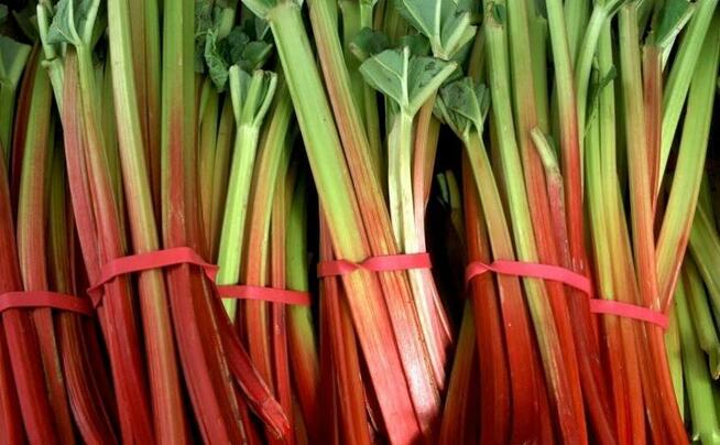 RABARBAR LIDER NASIONA 10 szt. z 2024r.