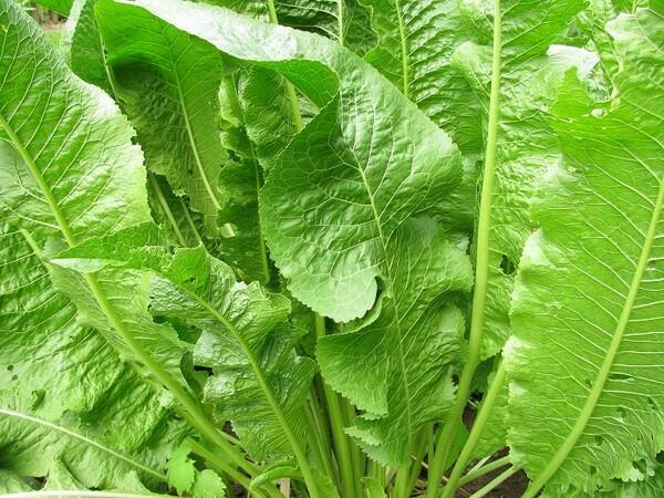 Chrzan Piękna Sadzonka Najlepsza Polska Odmiana 4L