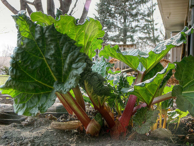 RABARBAR Malinowy NASIONA 0,5kg. z 2024r.