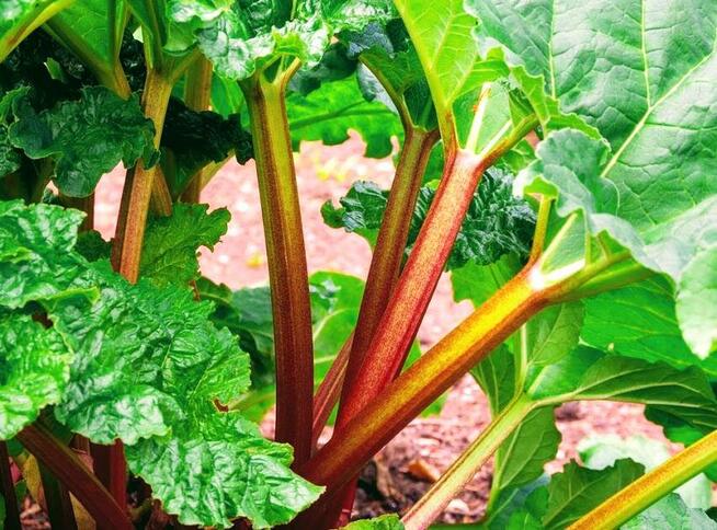 RABARBAR LIDER NASIONA 10 szt. z 2024r.