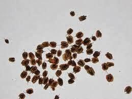 RABARBAR Malinowy NASIONA 0,5kg. z 2024r.