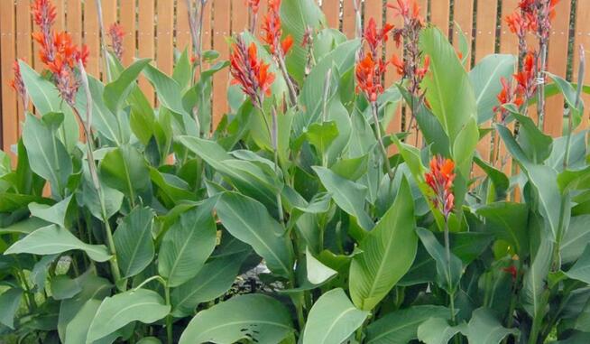 CANNA KANNA PACIORECZNIK piękne sadzonki cena 15 zł z 2024r.