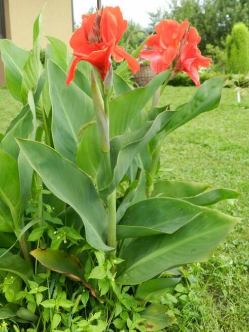CANNA KANNA PACIORECZNIK piękne Duże sadzonki cena 12 zł
