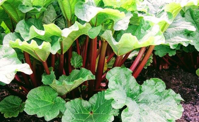 RABARBAR LIDER NASIONA 10 szt. z 2024r.