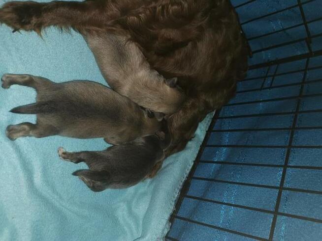 Chihuahua trzy oieski