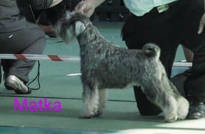 Sznaucer miniaturowy pieprz i sól