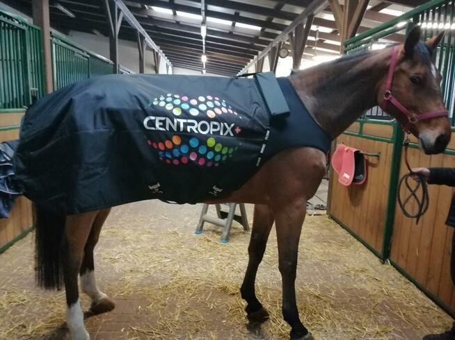 KLOUD VET SET BEMER EVO BIOMAG w 48h dostawa