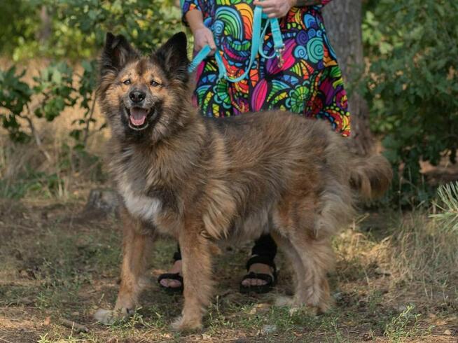 Miodek - w typie Długowłosy Owczarek Niemiecki; grzeczny