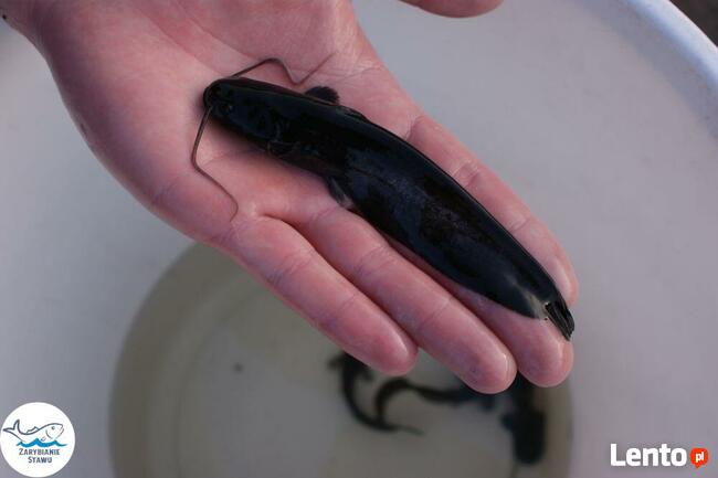 Narybek karp amur tołpyga(węgorz lin sum sandacz jesiotr