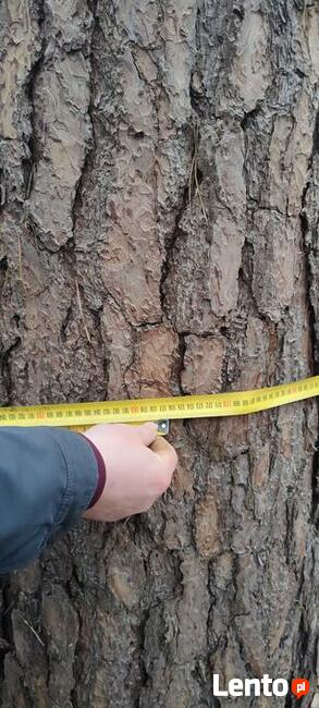 Las liściasty 56arów UCHANIE