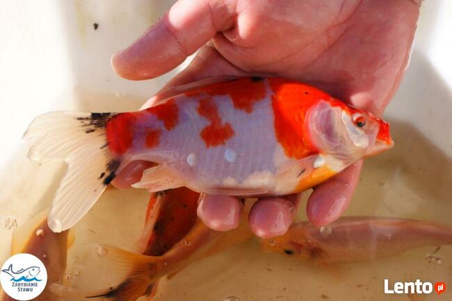 Narybek karp amur tołpyga(węgorz lin sum sandacz jesiotr