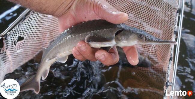 Narybek karp amur tołpyga(węgorz lin sum sandacz jesiotr