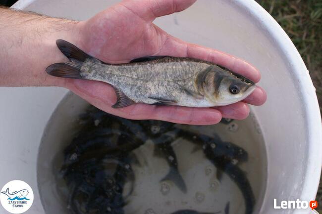 Narybek karp amur tołpyga(węgorz lin sum sandacz jesiotr