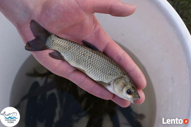 Narybek karp amur tołpyga(węgorz lin sum sandacz jesiotr