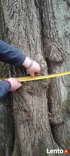 Las liściasty 56arów UCHANIE