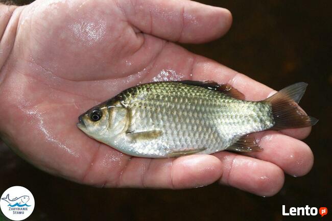 Narybek karp amur tołpyga(węgorz lin sum sandacz jesiotr