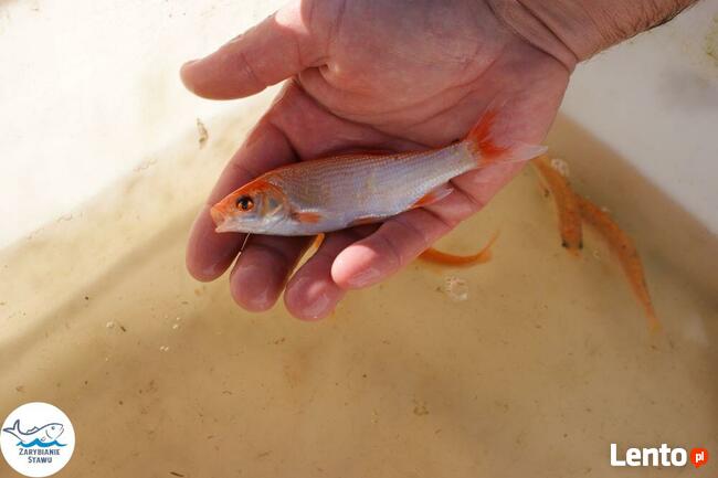 Narybek karp amur tołpyga(węgorz lin sum sandacz jesiotr