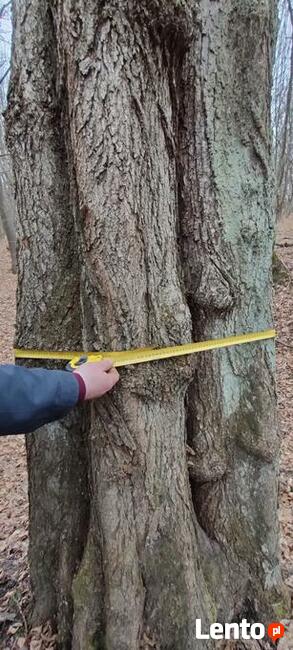 Las liściasty 56arów UCHANIE