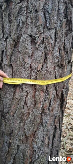 Las liściasty 56arów UCHANIE