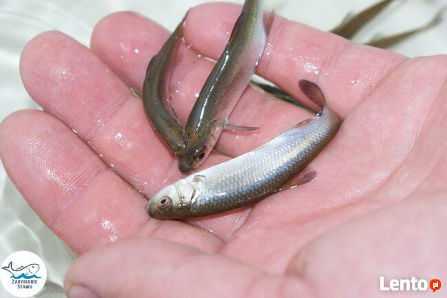 Narybek karp amur tołpyga(węgorz lin sum sandacz jesiotr