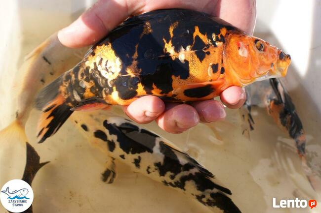 Narybek karp amur tołpyga(węgorz lin sum sandacz jesiotr