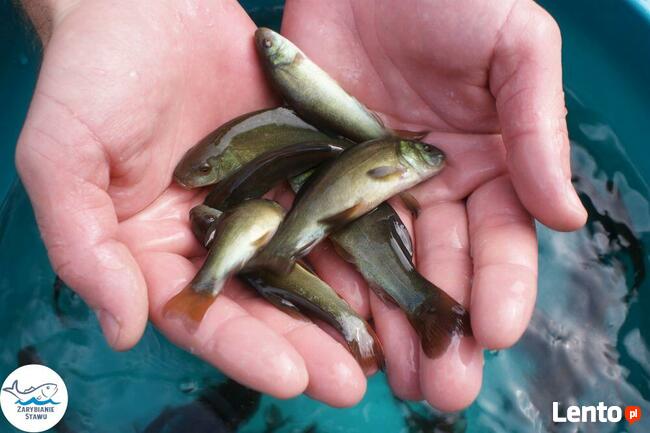 Narybek karp amur tołpyga(węgorz lin sum sandacz jesiotr