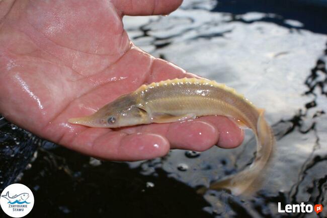 Narybek karp amur tołpyga(węgorz lin sum sandacz jesiotr