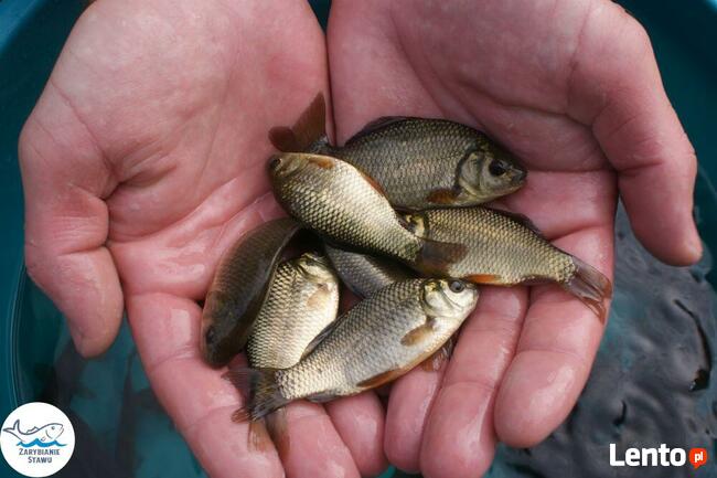 Narybek karp amur tołpyga(węgorz lin sum sandacz jesiotr