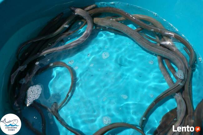 Narybek karp amur tołpyga(węgorz lin sum sandacz jesiotr