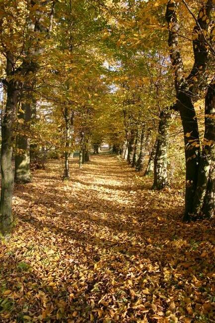 Na sprzedaz teren-park 2,29ha w okolicy GOLUCHOWA